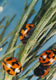 Ladybirds (Coccinella repanda)