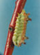 Chinese junk caterpillar of the four spotted cup moth (Doratifera quadriguttata)